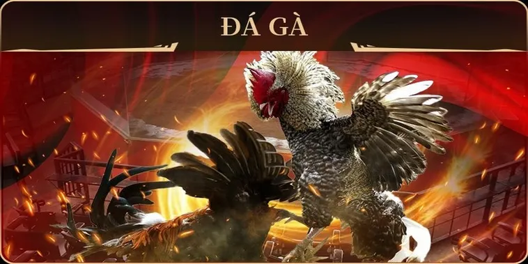 Khám Phá Cách Chơi Đá Gà GA28 Tại VT999 Đẳng Cấp Và Kịch Tính 2 Khám Phá Cách Chơi Đá Gà GA28 Tại VT999 Đẳng Cấp Và Kịch Tính