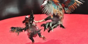 Bí Quyết Cách Chơi Đá Gà Sabong Tại VT999 Thắng Lớn Cho Kê Thủ